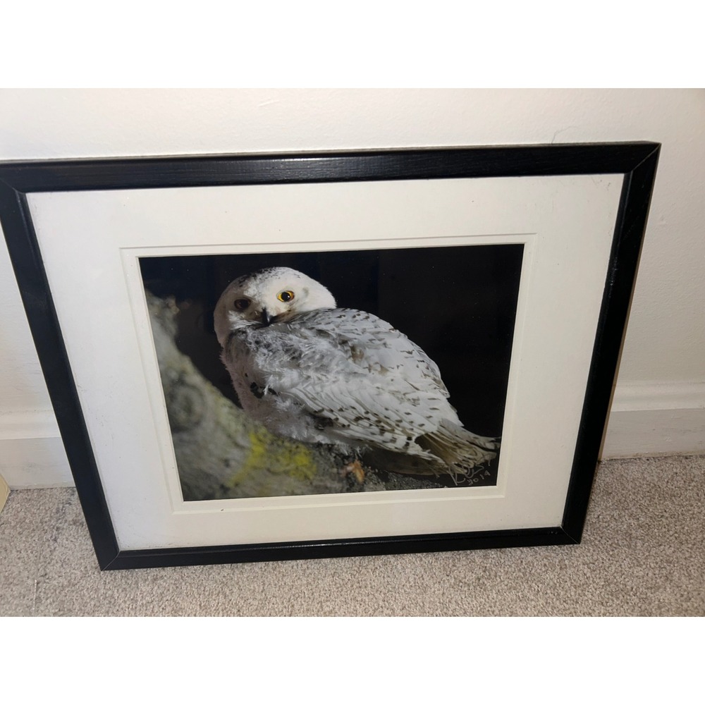 Signed Snowy Owl Wildlife Photography Framed Art Print 2014 Bird Nature Decor